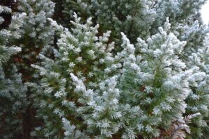雪遊びを楽しむための寒さ対策は子供にどのように行うべき？