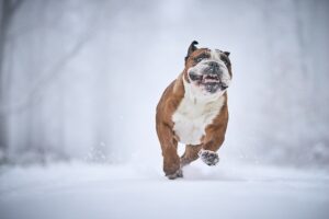 雪遊びで子どもが楽しむための防寒と安全を両立する方法は？