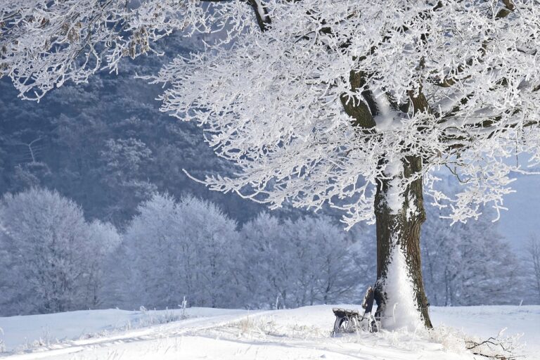 雪遊びの口コミと評判は本当に信頼できる？